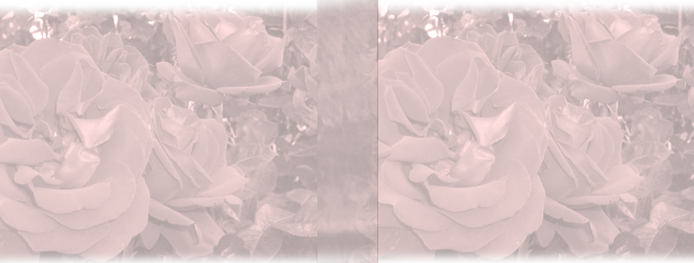 Garden Roses Clipart (1400x532), Png Download