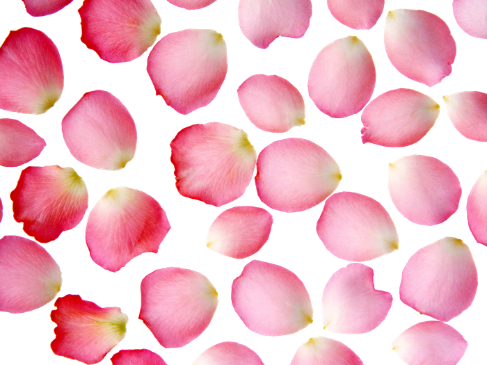 &174 Colecci&243n De Gifs Scrap De Petalos Flores - Rose Petals Clipart (700x525), Png Download
