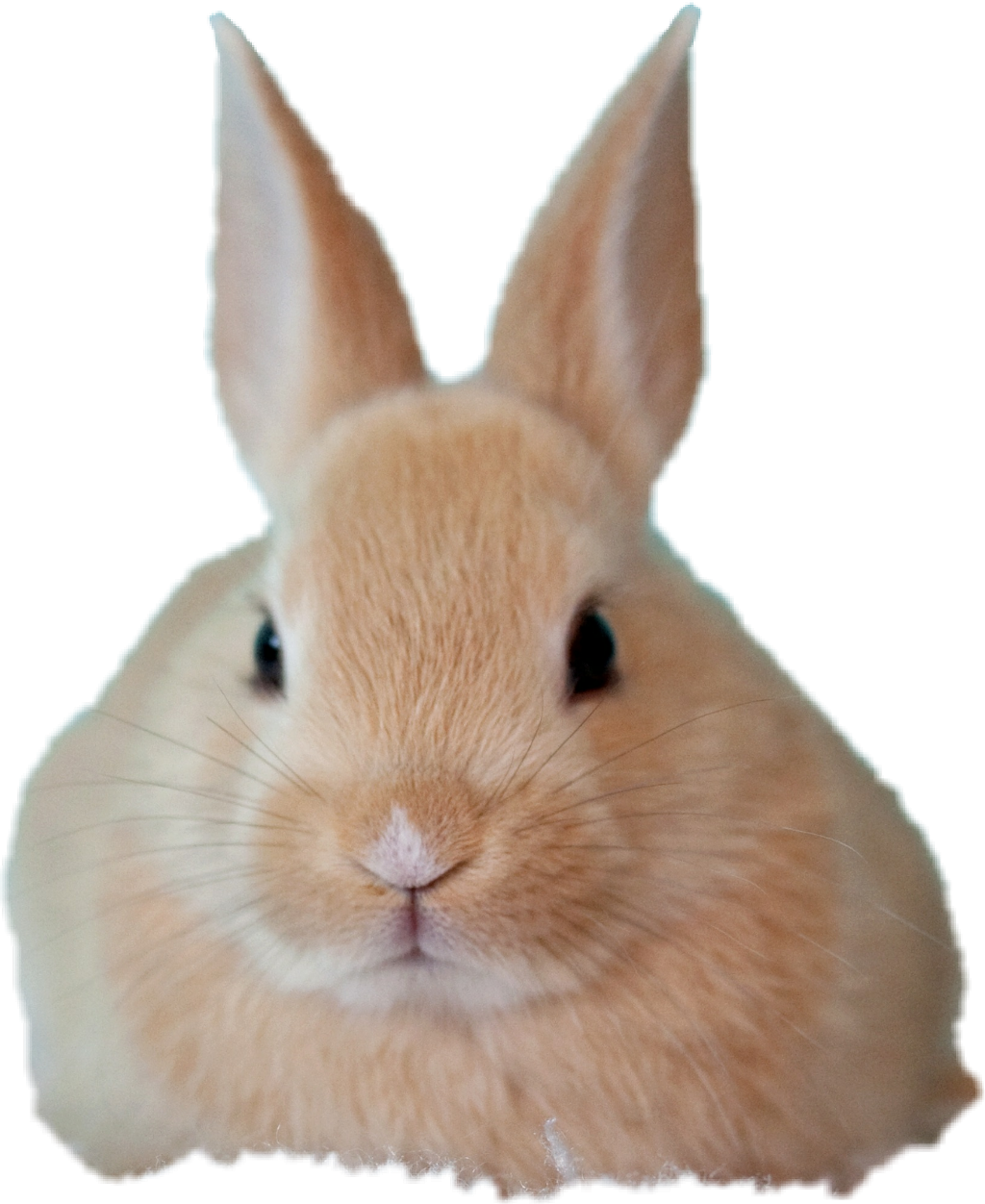 Babybunny Sticker - Rabbit Clipart (1024x1252), Png Download