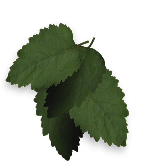 Baroque Siberian Pine - Ulmus Alata Clipart (800x1000), Png Download