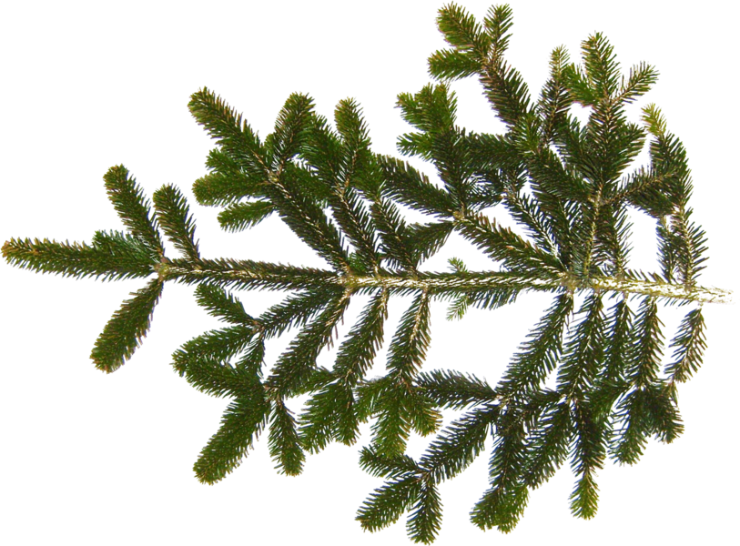 Share This Image - Fir Tree Branch Texture Clipart (813x600), Png Download