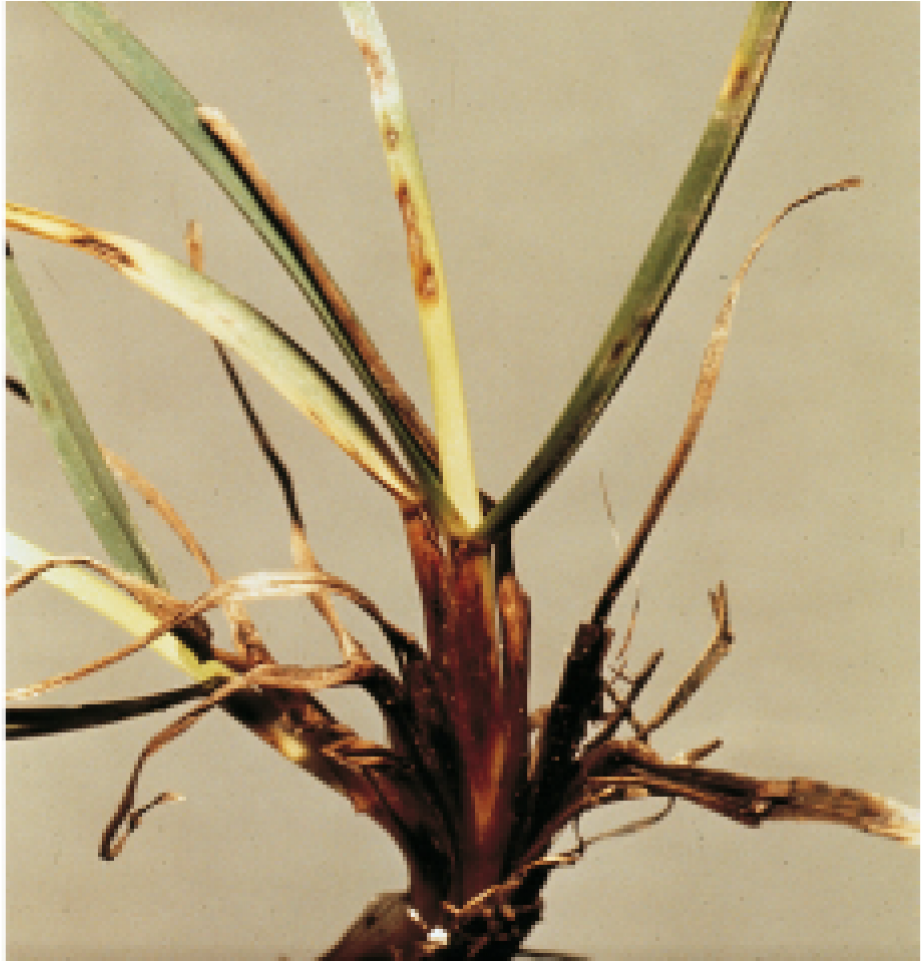 Dreschlera Leaf Spot - Houseplant Clipart (1500x960), Png Download