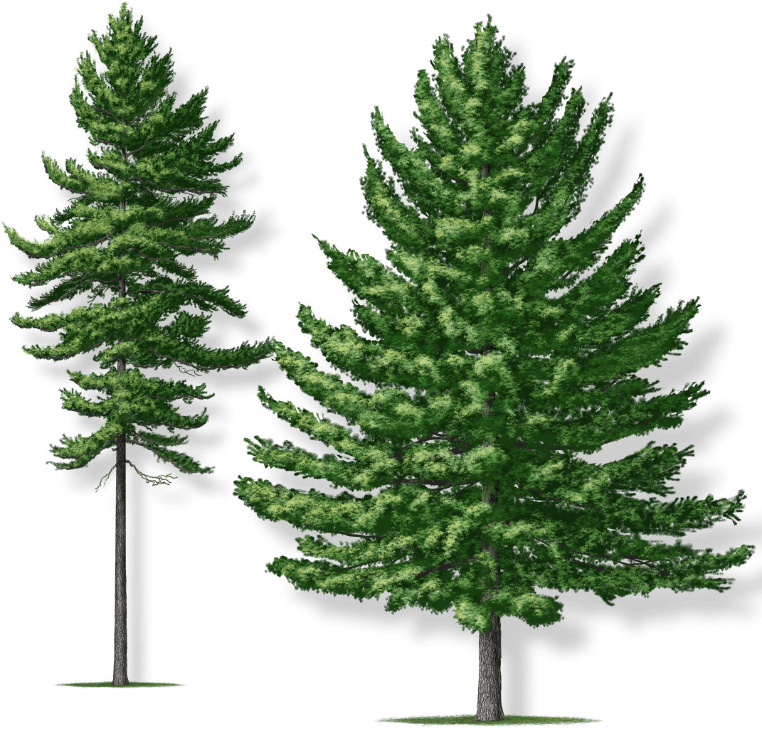 Expand Image - Norway Pine Robert O Brien Clipart (1080x1080), Png Download