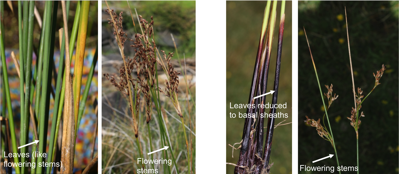 Download Original Image - Hierochloe Clipart (1645x729), Png Download