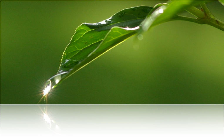 This Rain Head Is Designed To Filter Water From Your - Macro Photography Clipart (762x475), Png Download