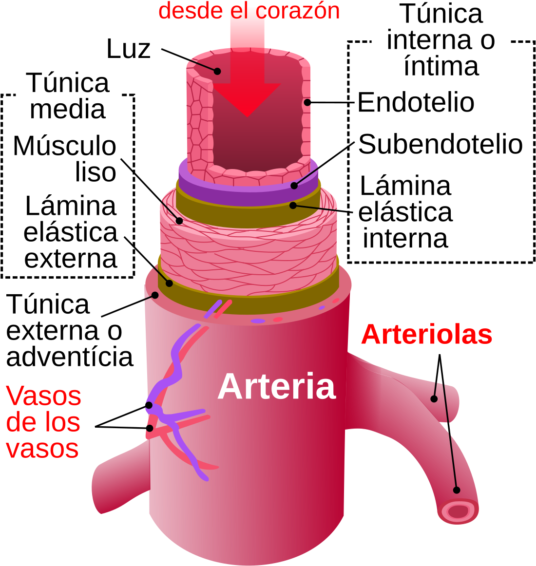 Arteries Diagram Clipart (1200x1274), Png Download