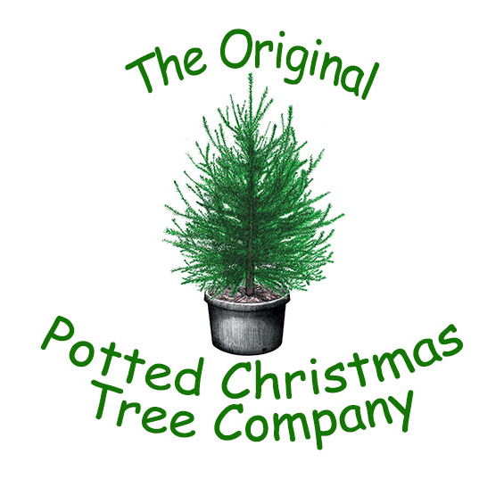 The Original Potted Christmas Tree Company - Houseplant Clipart (584x582), Png Download