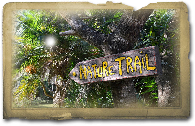 Be On The Lookout For Our Forest Residents As You Make - Christmas Tree Clipart (888x620), Png Download