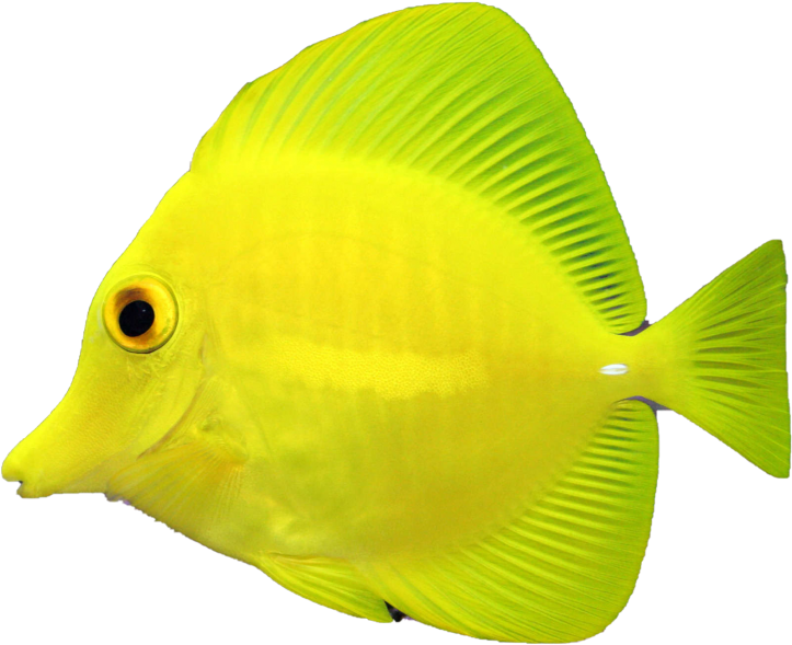 Fish - Coral Reef Fish Clipart (866x650), Png Download