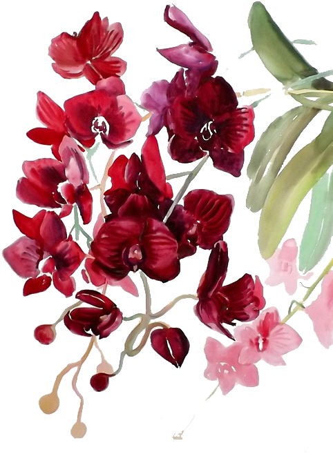 Orchid Transparent Watercolor - Watercolor Painting Clipart (482x658), Png Download