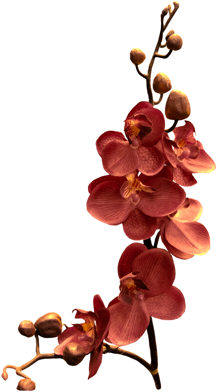 Orchid Branch Flower Png Image - Orchid Branch Clipart (720x1280), Png Download