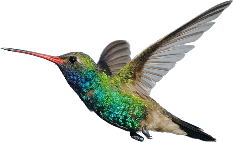 Scientific Classification And Surprising Facts - Broad Billed Hummingbird Hd Clipart (920x560), Png Download