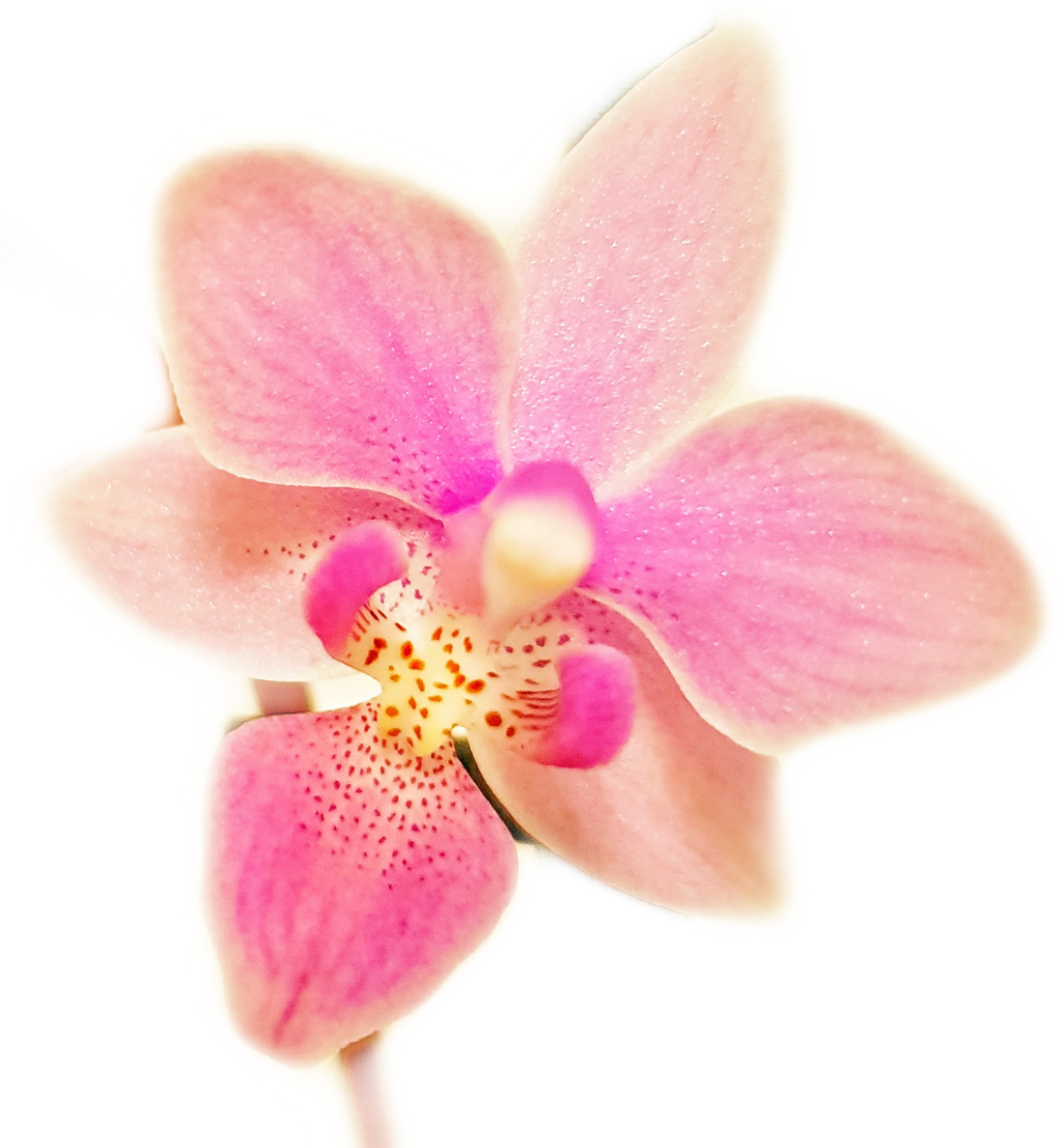 Flower Sticker - Orchids Of The Philippines Clipart (1024x1107), Png Download