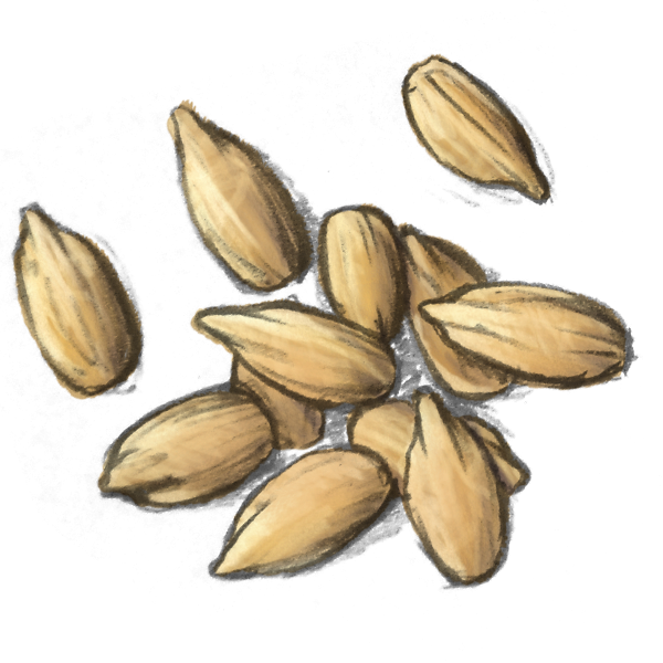 Sunflower Seed Kernels - Iris Clipart (600x600), Png Download