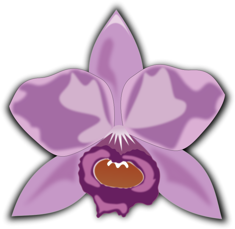 Pink Spring Flower Png Clipart - Cattleya Clipart Transparent Png (800x800), Png Download