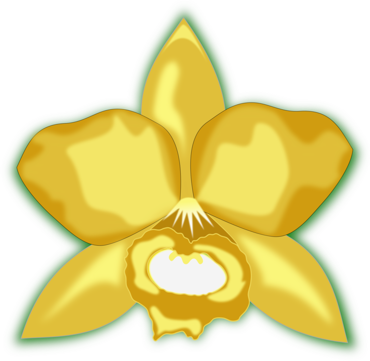 Orchids Christmas Orchid Petal Flowering Plant - Kartun Bunga Anggrek Kuning Clipart (750x750), Png Download