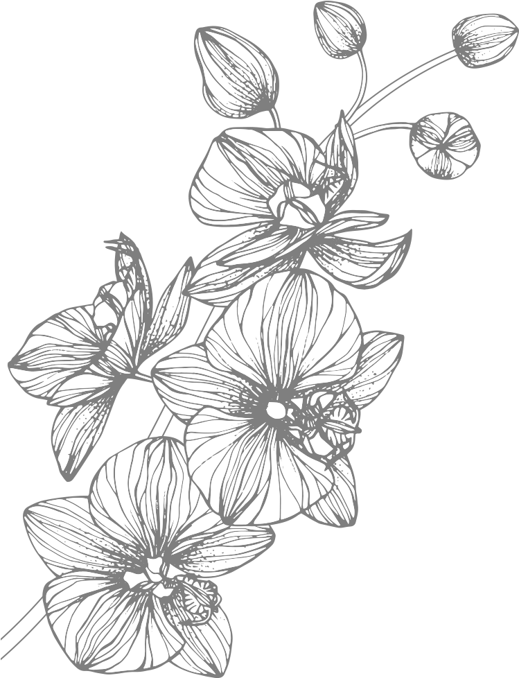 Orchids - Orchid Clipart (760x1000), Png Download