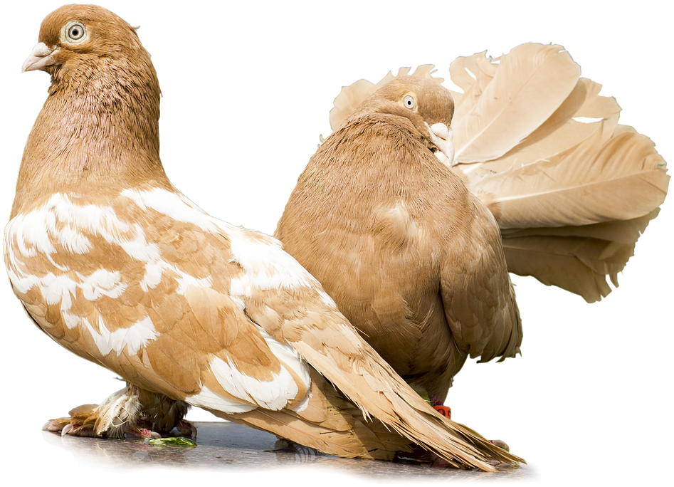 Palomas, Las Palomas Sin Fondo, Un Par De Palomas - Guvercinler Png Clipart (960x691), Png Download