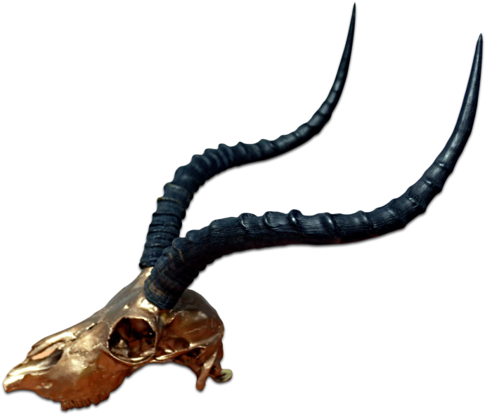 Real Impala Skull Bronze Spray Painted Metal Bracket - Horn Clipart (756x1000), Png Download