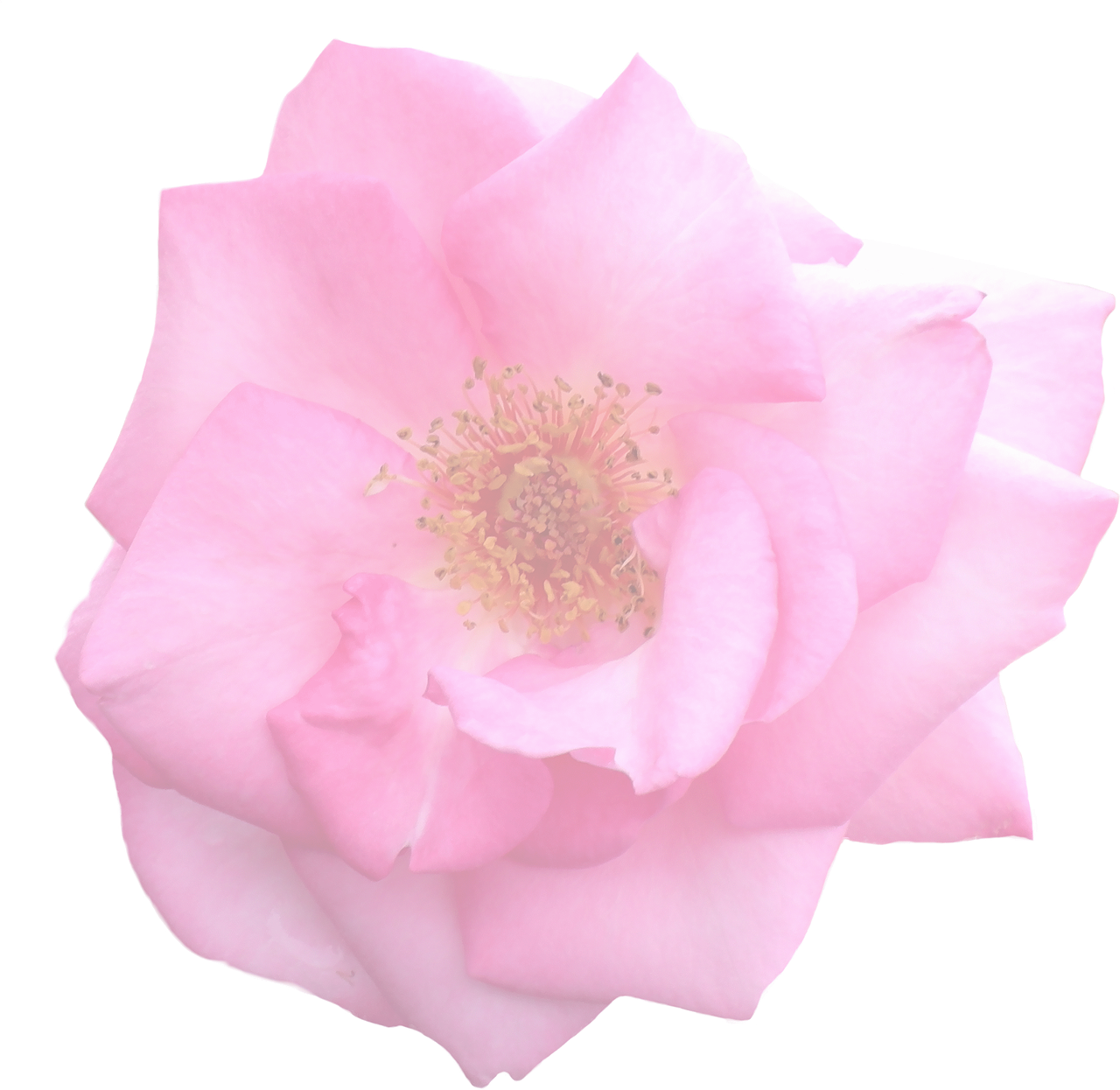 Rose Graphic Isolated - 3d Rose Png Clipart (1280x1246), Png Download