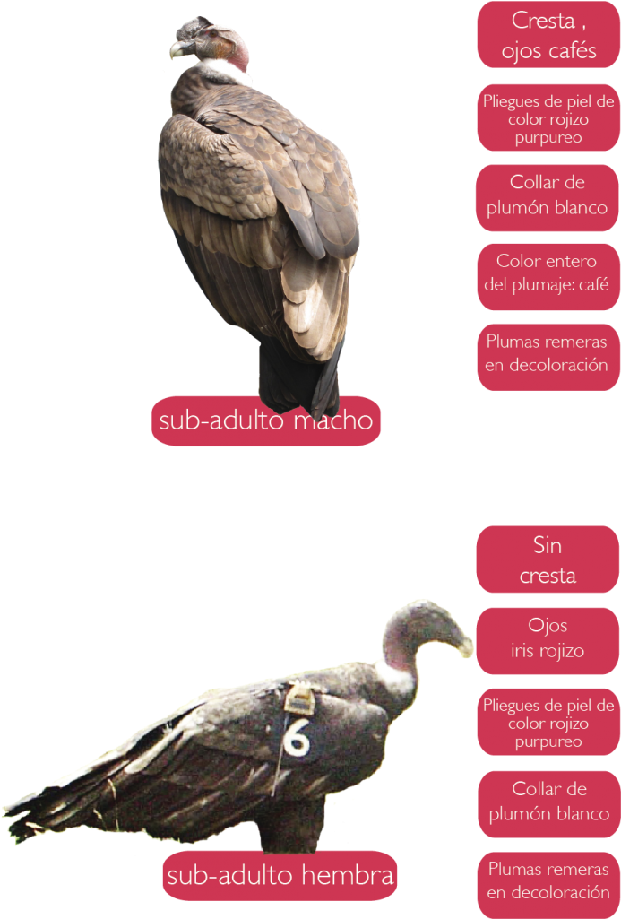 Mantienen Su Plumaje Con Colores Pardos Y En Algunas - California Condor Clipart (739x1024), Png Download