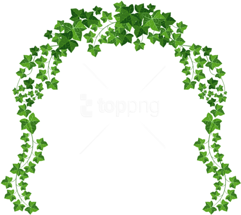 Free Png Download Vine Archpicture Clipart Png Photo - Transparent Background Vine Png (850x773), Png Download
