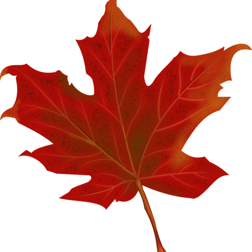 Fall Leaves Graphic Leaf Autumn Leaves Free Vector - Hoja Otoño Png Clipart (1024x1024), Png Download
