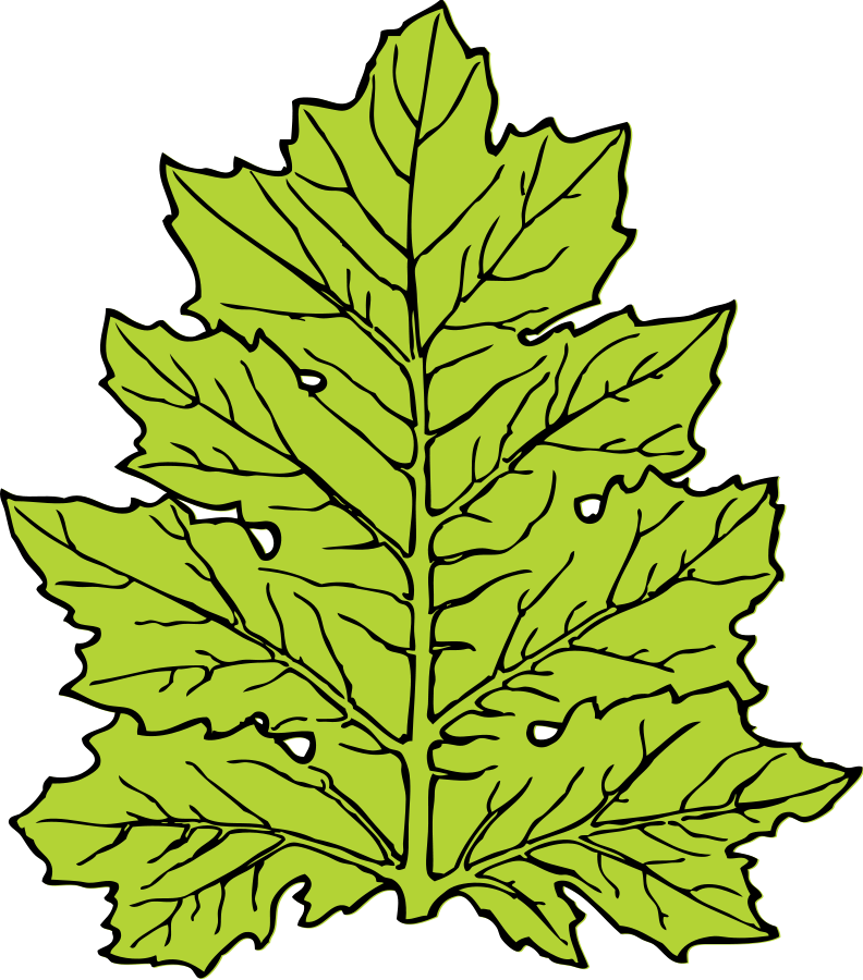 How To Set Use Acanthus Leaf Svg Vector - Leaf Clip Art - Png Download (792x900), Png Download