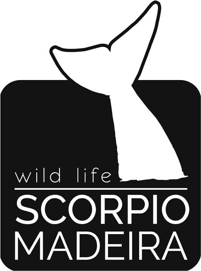 Madeira Wild Life - Illustration Clipart (1134x1134), Png Download