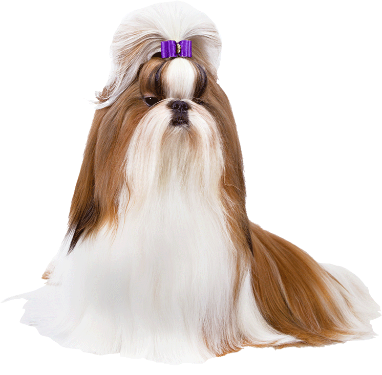 Shih Tzu Clipart (1170x780), Png Download