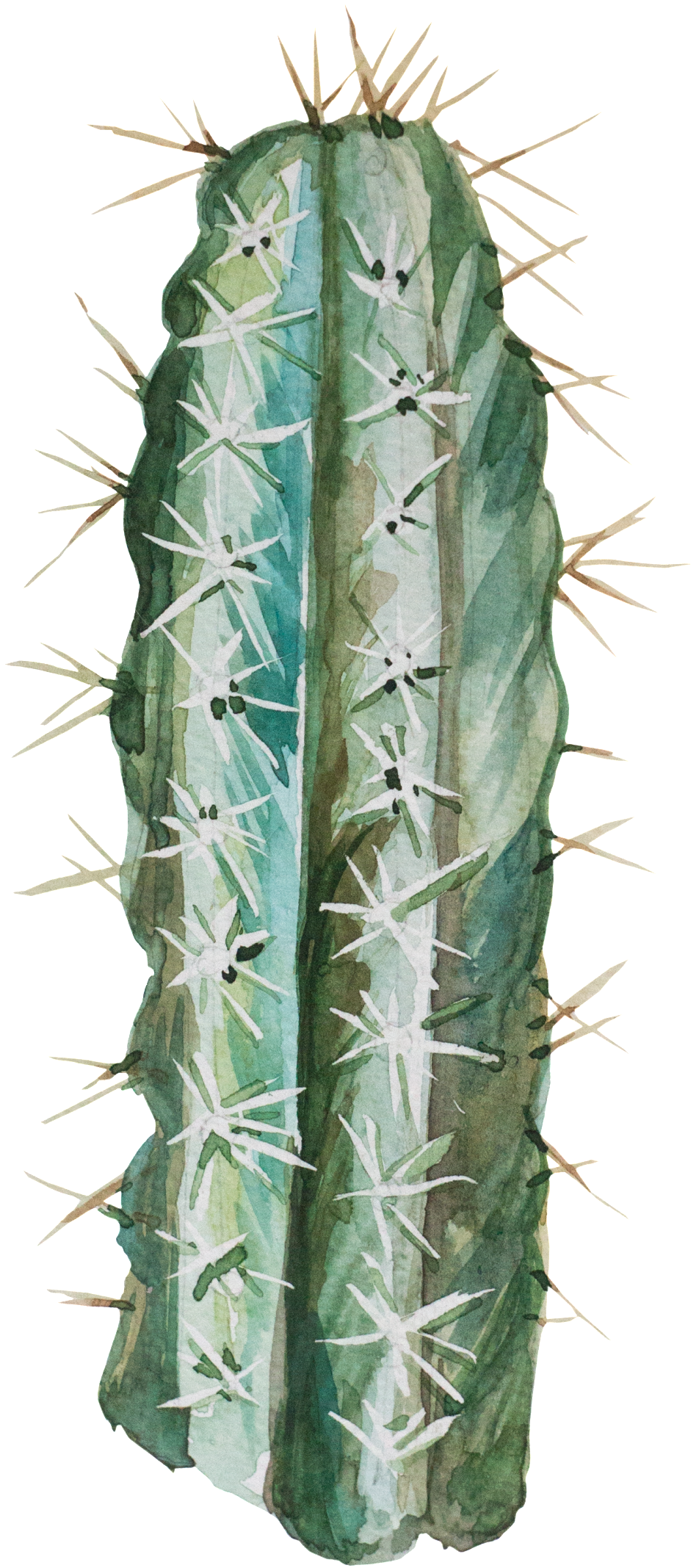 Transparent For Hand Painted Desert Plants - San Pedro Cactus Clipart (952x2135), Png Download