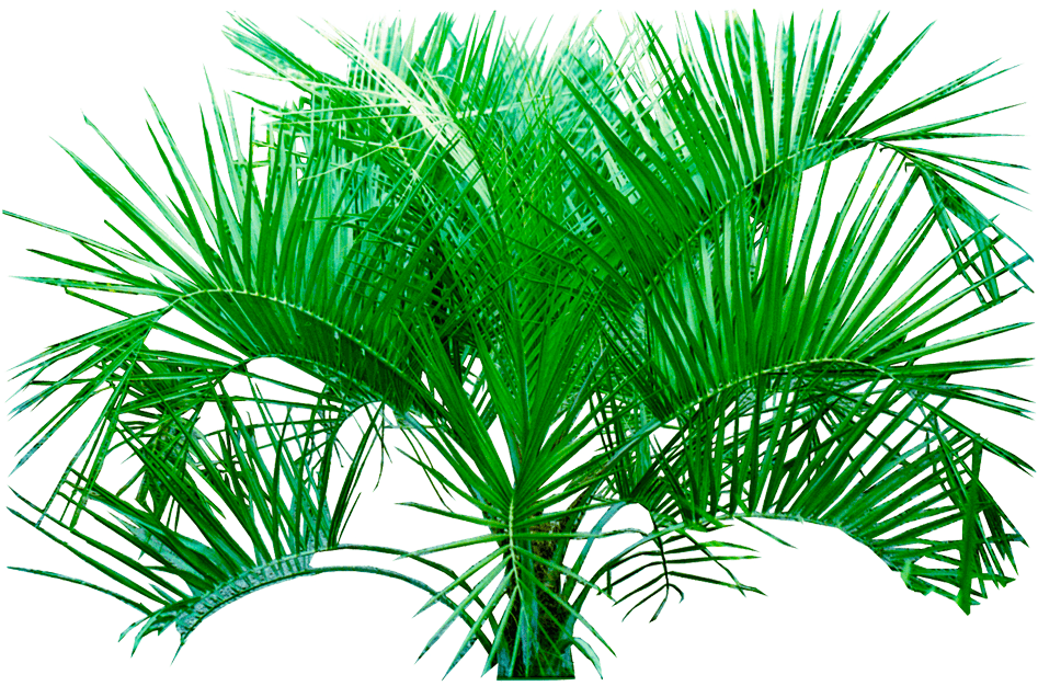 Plants Transparent Background - Tropical Plants Transparent Background Clipart (900x900), Png Download