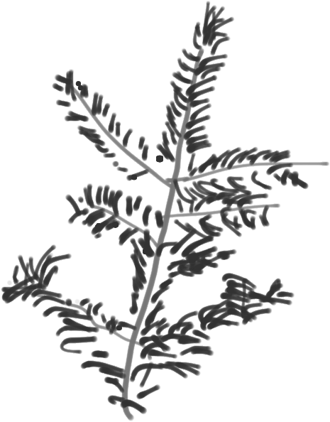 Canaan Fir Branch Sketch - Twig Clipart (703x837), Png Download