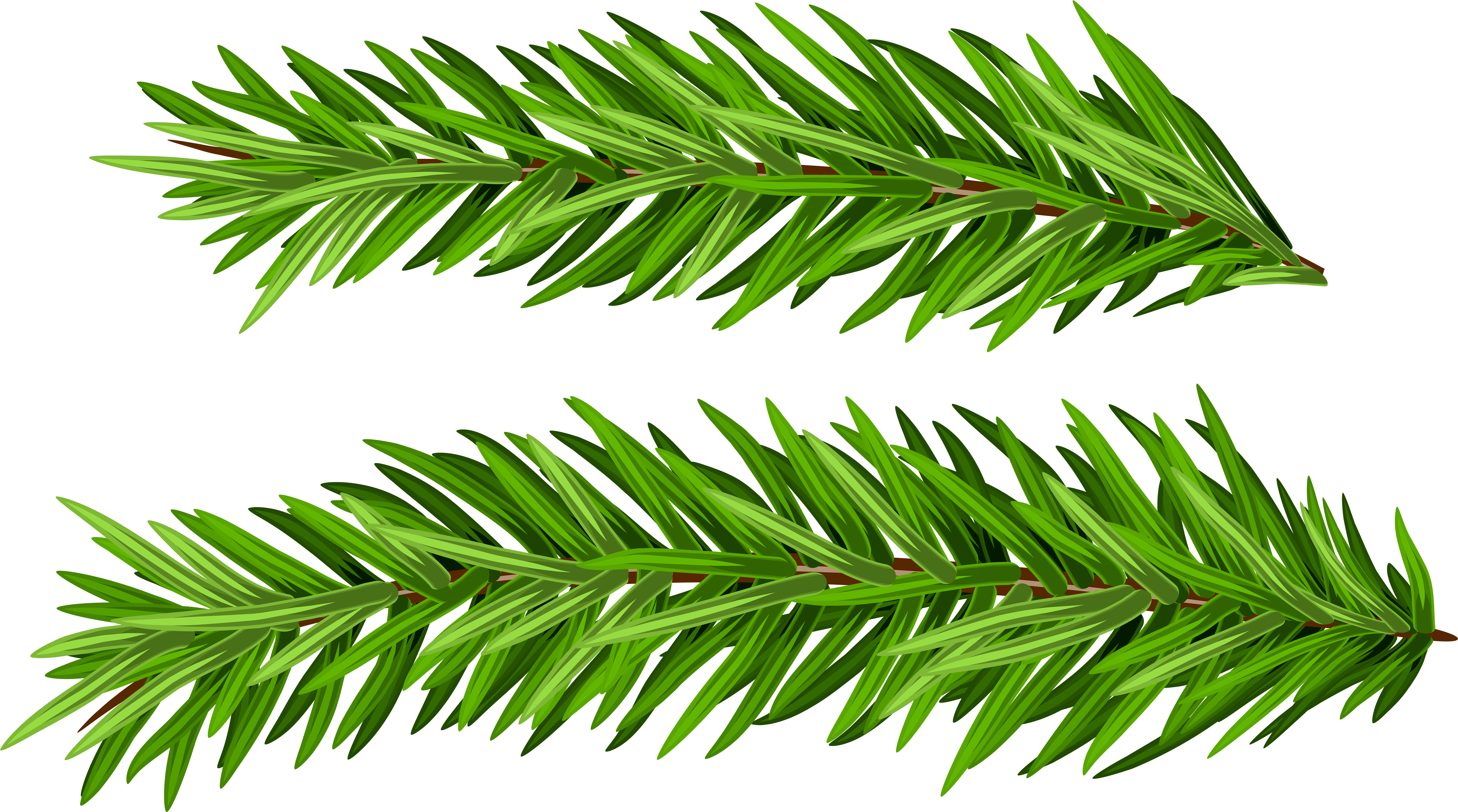 View Full Size - Shortleaf Black Spruce Clipart (8000x4489), Png Download