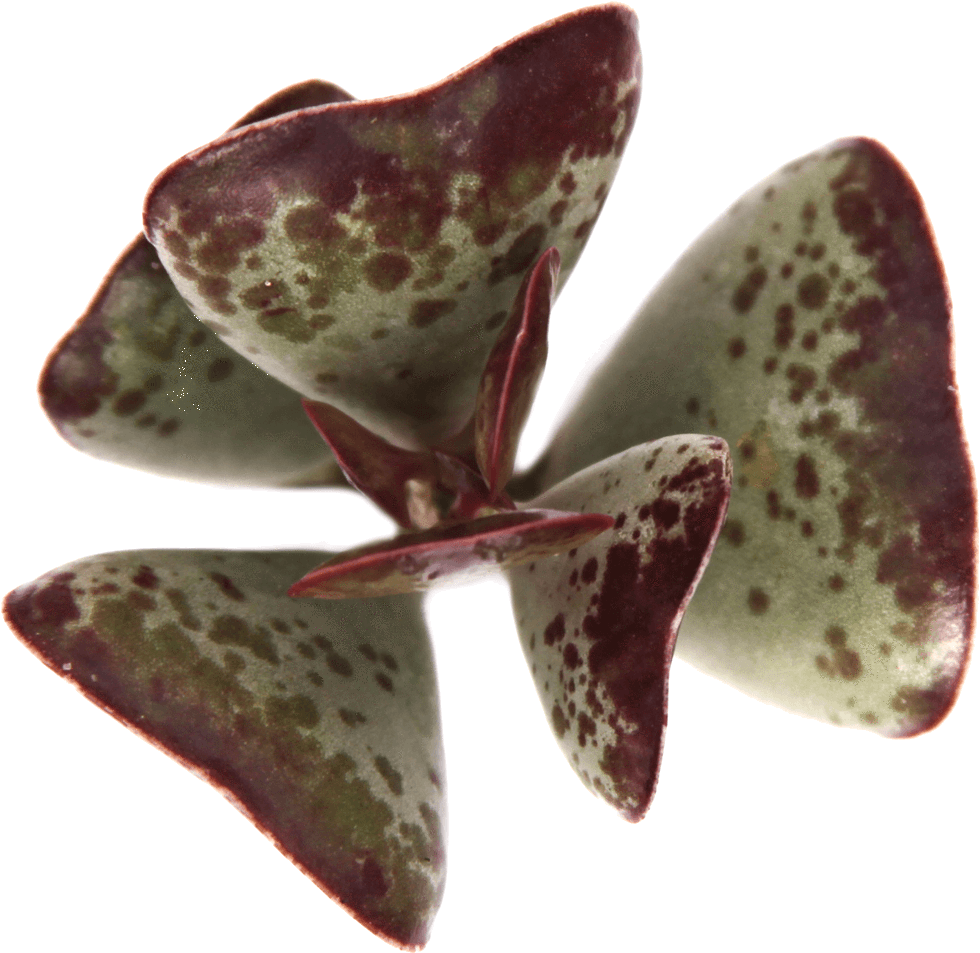 10 Rare Succulents - Moth Clipart (1024x1024), Png Download
