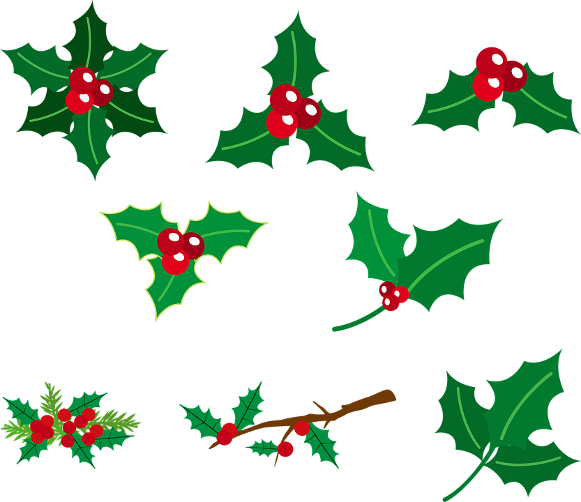 Holly Berries Red And Green Christmas Green Holly - 12 月 植物 イラスト Clipart (833x720), Png Download