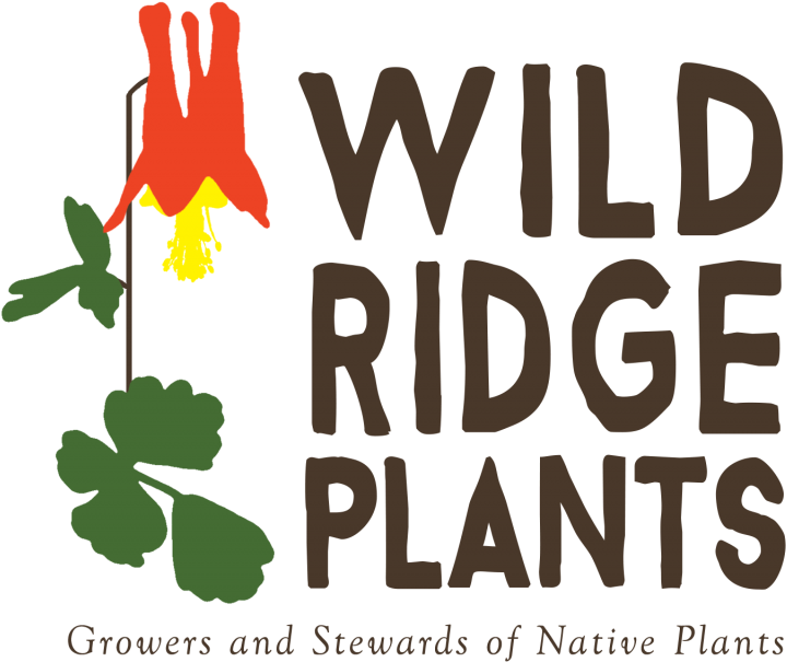 Wild - Illustration Clipart (800x679), Png Download