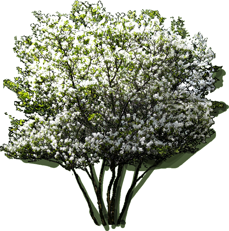 Araucaria Columnaris Jlwz 23 Jan 2019 - Amelanchier Lamarckii Png Clipart (793x800), Png Download