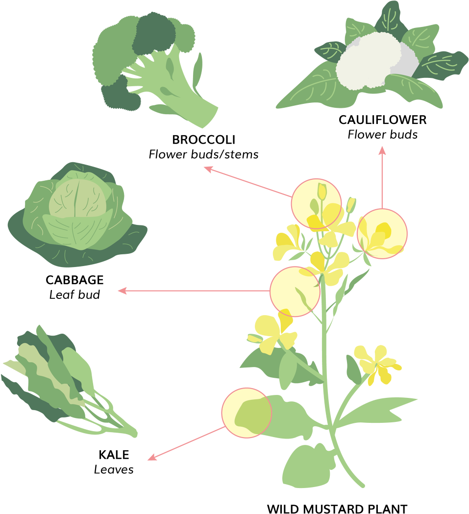 Clip Art - Png Download (1000x1118), Png Download