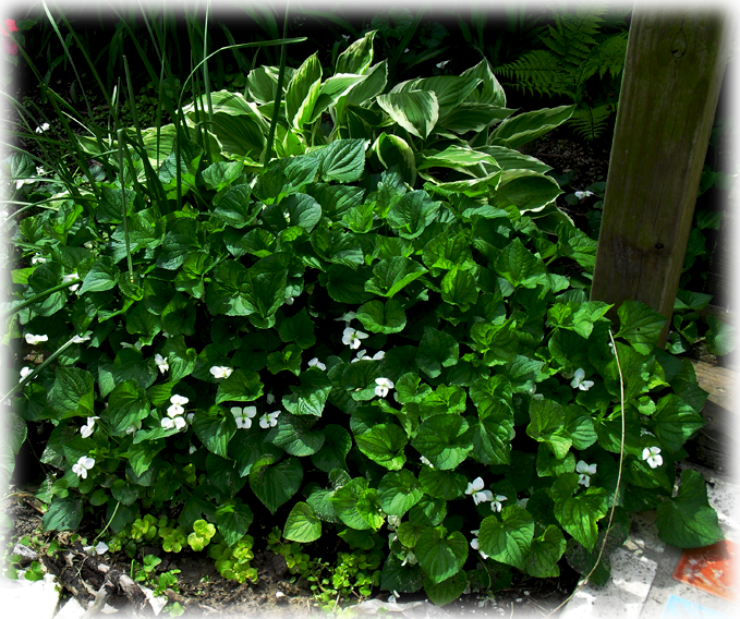 Houseplant Clipart (679x568), Png Download