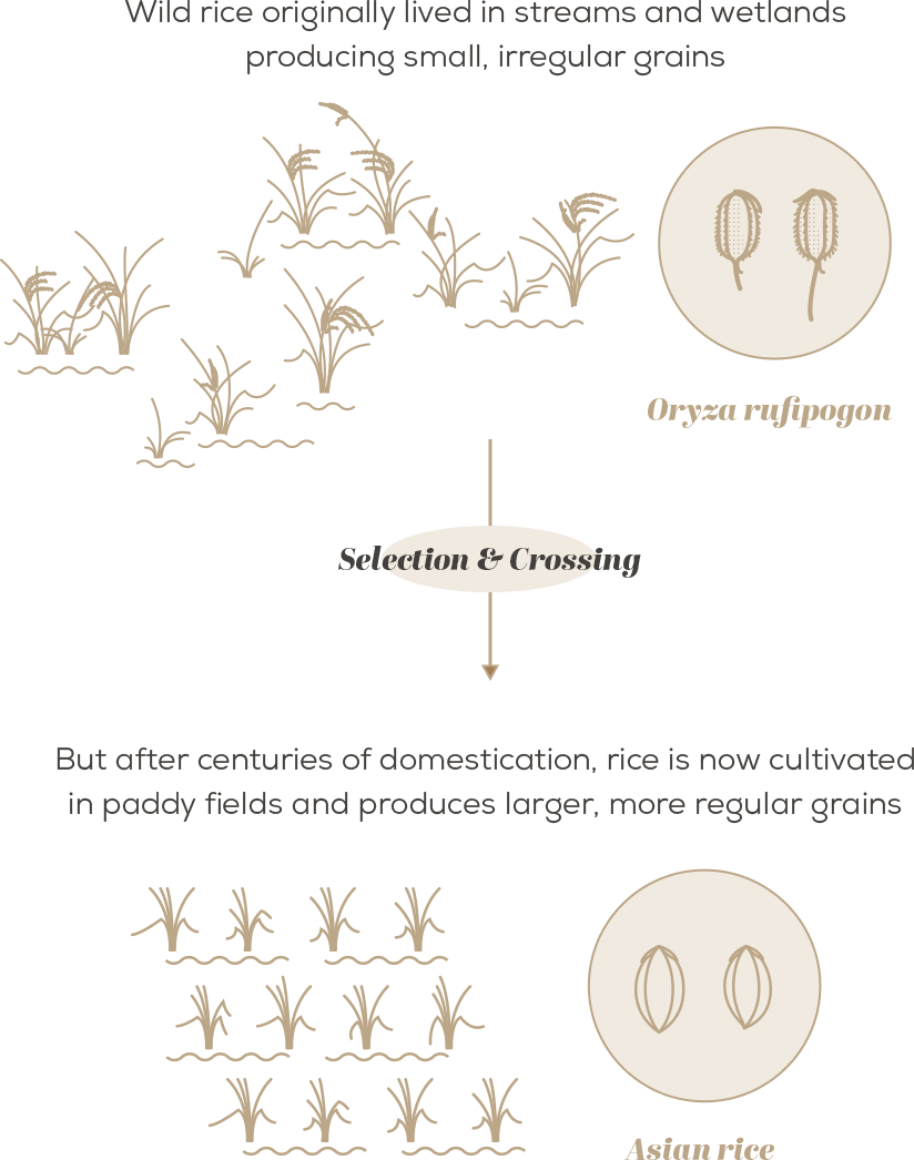 Crop Wild Relatives Graph Clipart (824x1046), Png Download