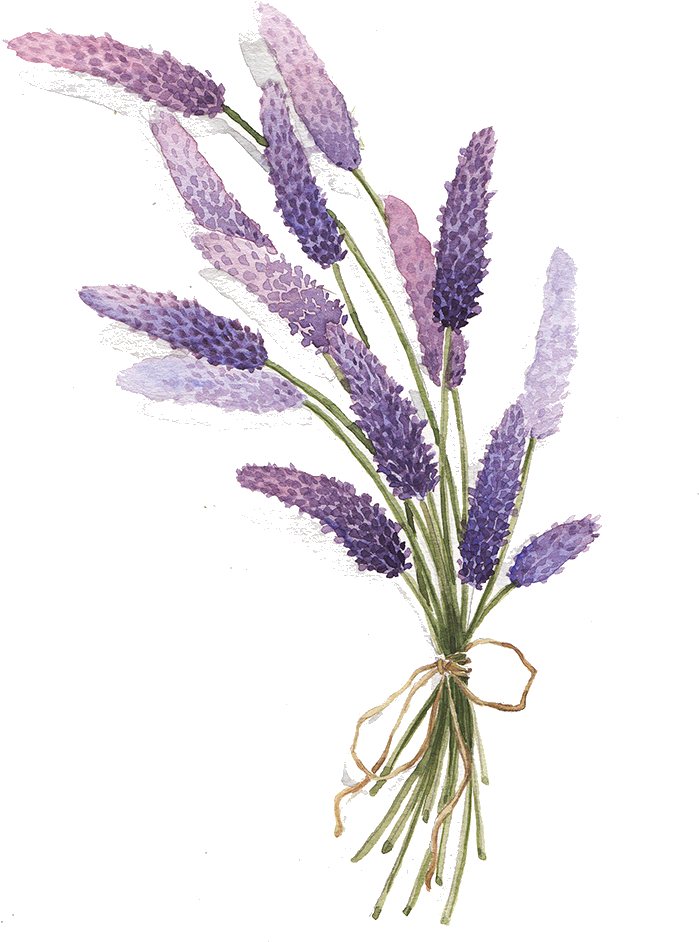 Lavender Drawing Botanical - Aesthetic Lavender Plant Drawing Png Clipart (888x983), Png Download
