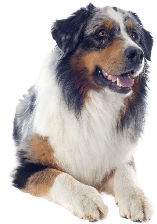 Australian Shepherd Sitting Pretty Nail Art Patch Puppy - Australian Shepherd Hd Png Clipart (515x735), Png Download