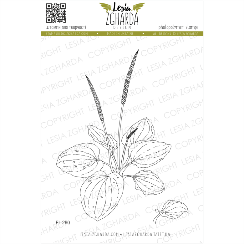 {fl260} Stamp Set "plantain Plant" - Monocotyledon Clipart (780x780), Png Download