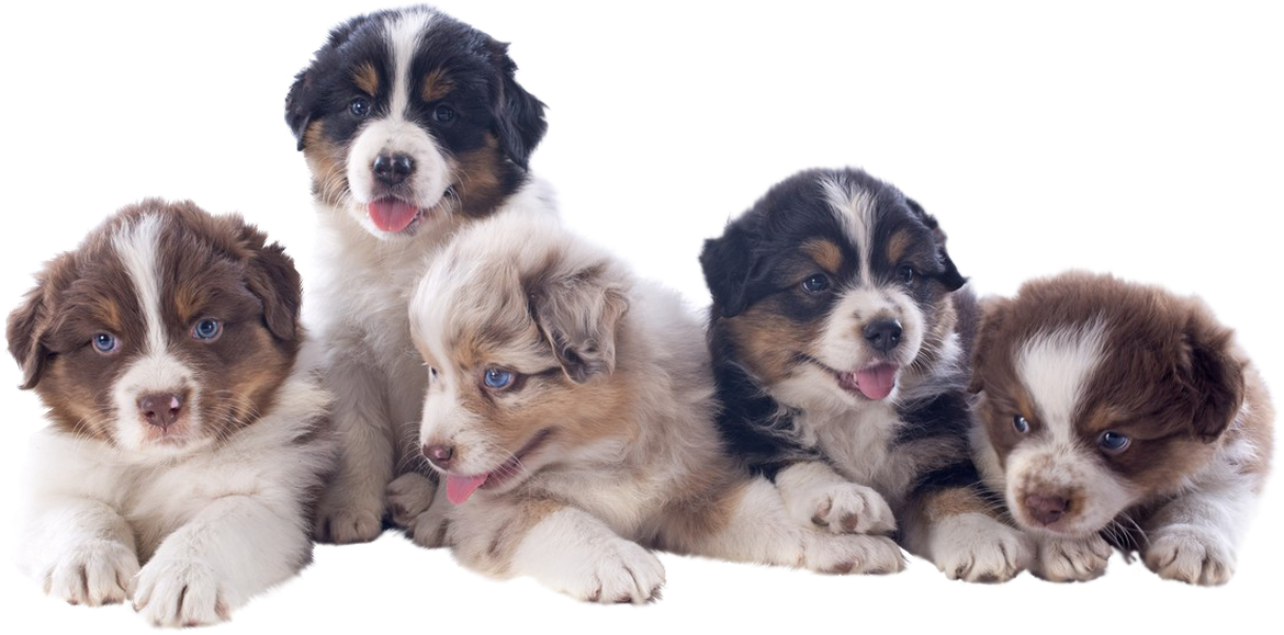 Mini Australian Shepherd Puppies Available In Phoenix - Lots Of Australian Shepherd Puppies Clipart (1170x579), Png Download