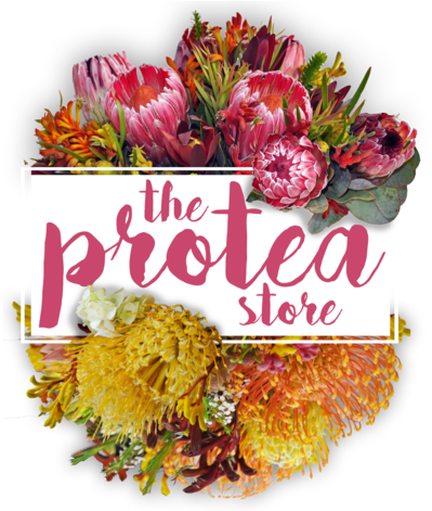 Rosa Glauca Clipart (966x470), Png Download