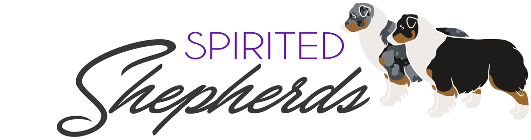 Australian Shepherd Puppies Available - Animal Figure Clipart (1100x339), Png Download