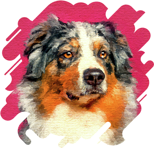 Click And Drag To Re-position The Image, If Desired - Australian Shepherd Watercolor Clipart (600x600), Png Download