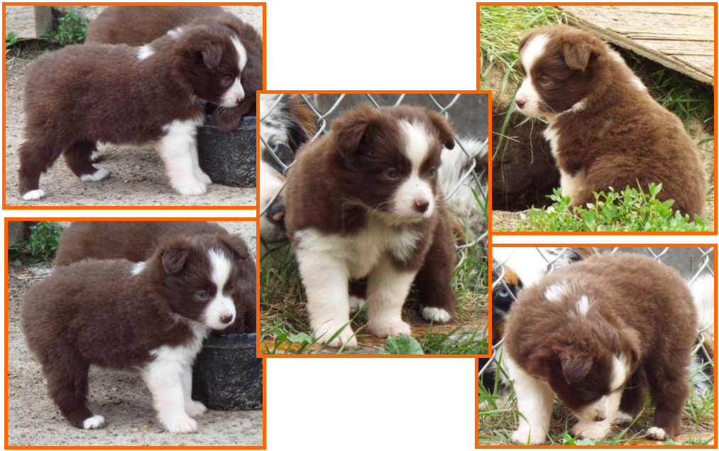 Red Bi Toy Australian Shepherd Pup Bet Toy Aussie Lines - Red Bi Australian Shepherd Puppy Clipart (1013x635), Png Download
