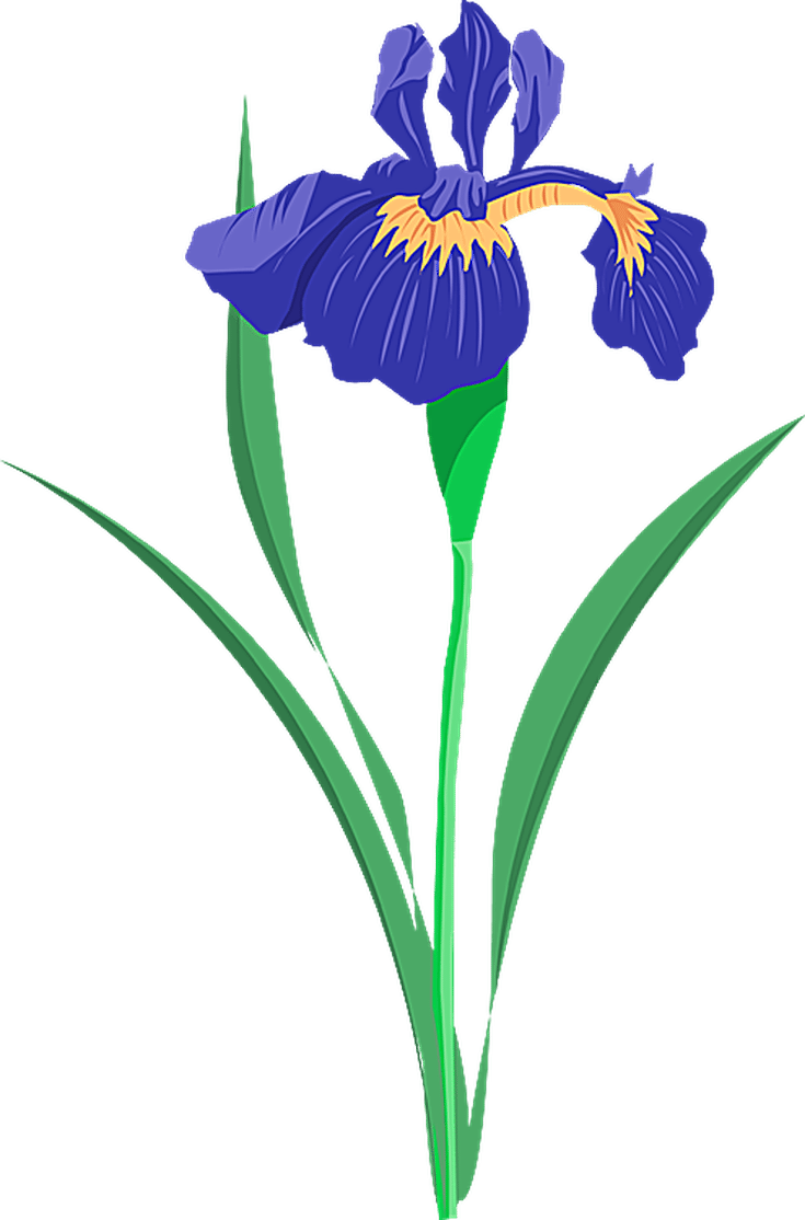 Grab This Free Summer Flower Clip Art - Blue Iris Flower Clip Art - Png Download (735x1114), Png Download